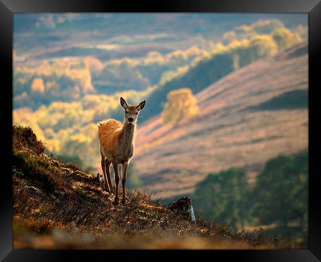  Red Deer Calf Framed Print by Macrae Images