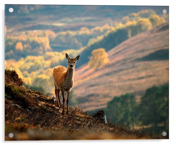  Red Deer Calf Acrylic by Macrae Images