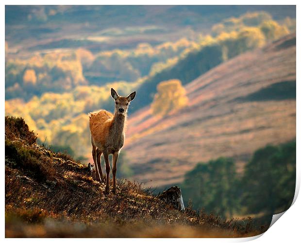  Red Deer Calf Print by Macrae Images