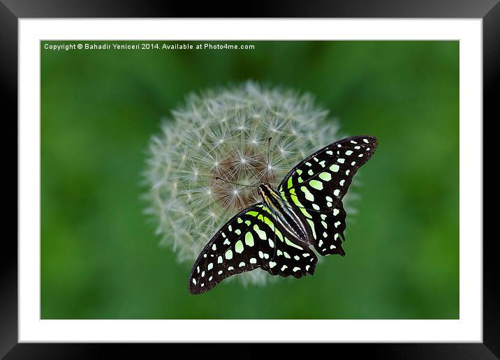  Green Butterfly Framed Mounted Print by Bahadir Yeniceri