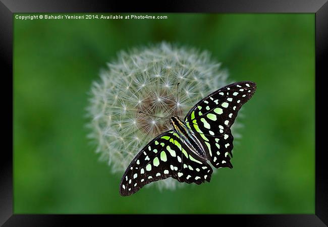  Green Butterfly Framed Print by Bahadir Yeniceri