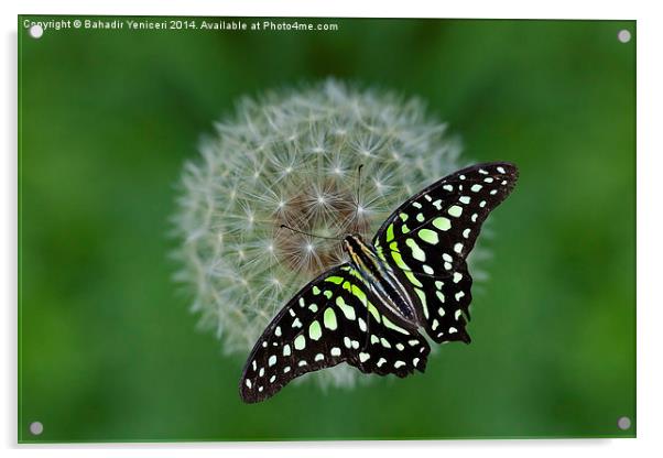  Green Butterfly Acrylic by Bahadir Yeniceri