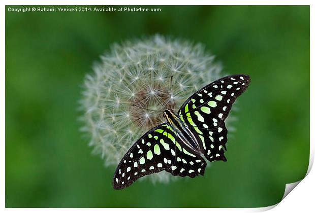  Green Butterfly Print by Bahadir Yeniceri