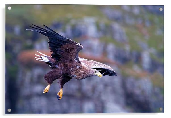  White Tailed Eagle Mull Scotland Acrylic by James Bennett (MBK W