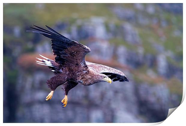  White Tailed Eagle Mull Scotland Print by James Bennett (MBK W