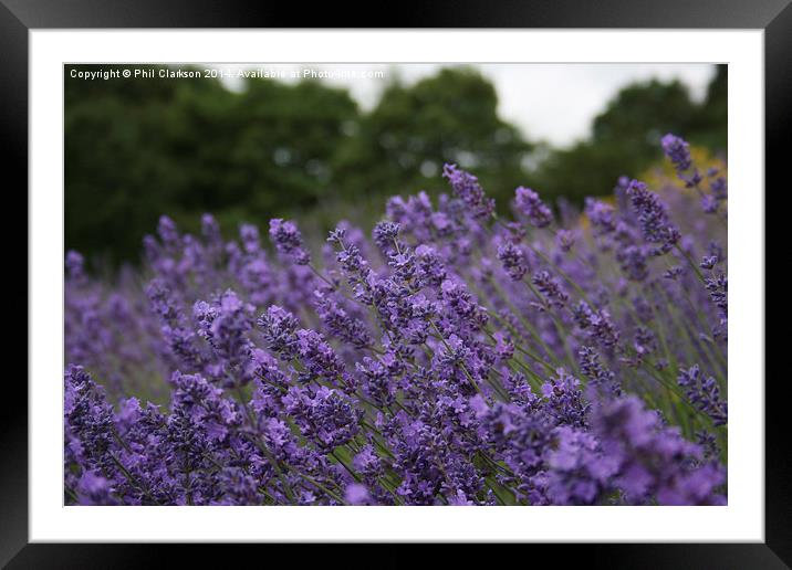 Yorkshire Lavender Framed Mounted Print by Phil Clarkson