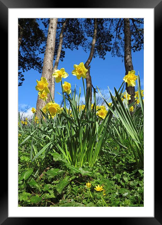 Welsh Daffodils In spring Framed Mounted Print by Jonathan Evans