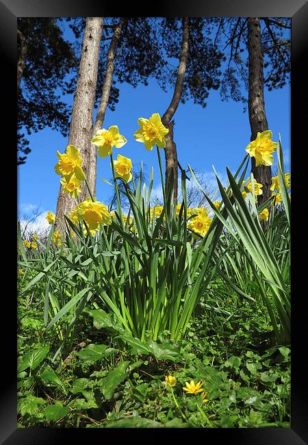 Welsh Daffodils In spring Framed Print by Jonathan Evans