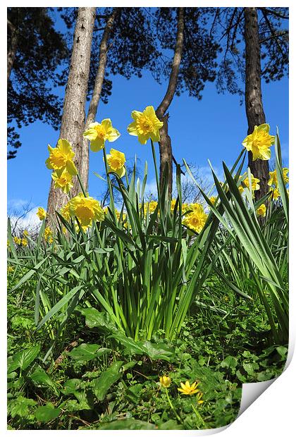 Welsh Daffodils In spring Print by Jonathan Evans