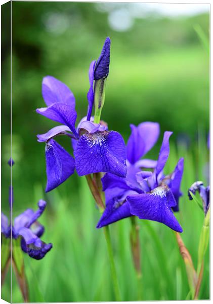 Iris flowers with grassy background  Canvas Print by Jonathan Evans