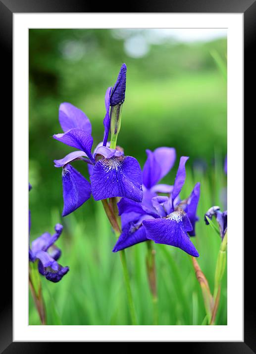 Iris flowers with grassy background  Framed Mounted Print by Jonathan Evans