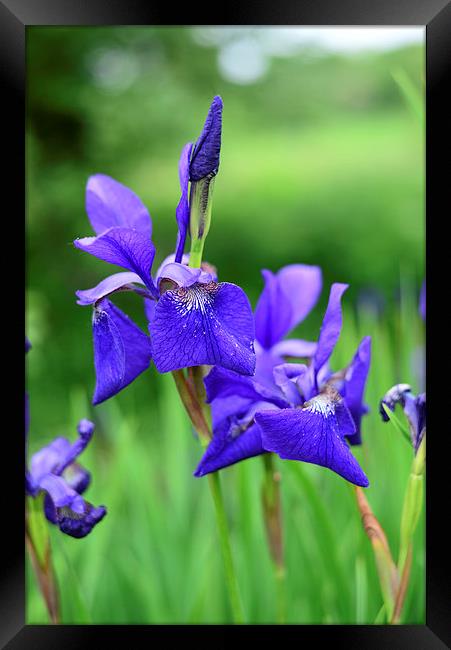 Iris flowers with grassy background  Framed Print by Jonathan Evans