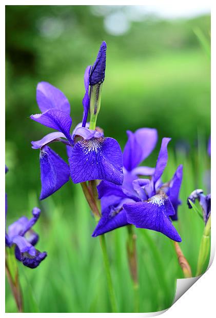 Iris flowers with grassy background  Print by Jonathan Evans