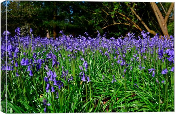Bluebells in spring  Canvas Print by Jonathan Evans