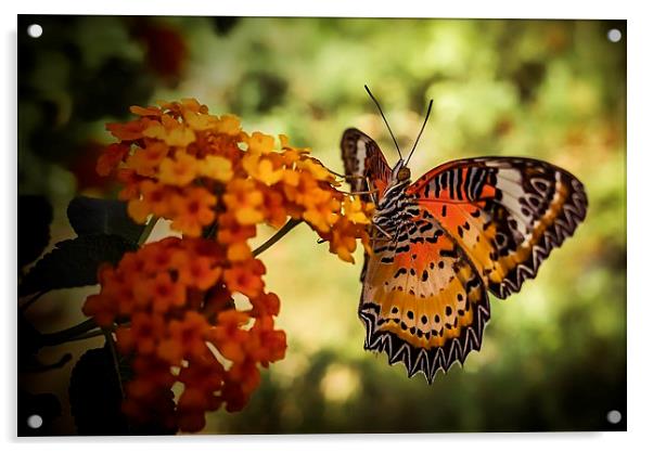  Beautiful butterfly Acrylic by scott innes