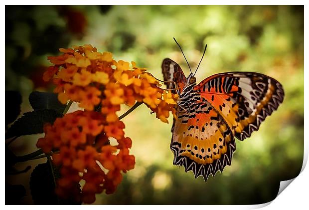  Beautiful butterfly Print by scott innes