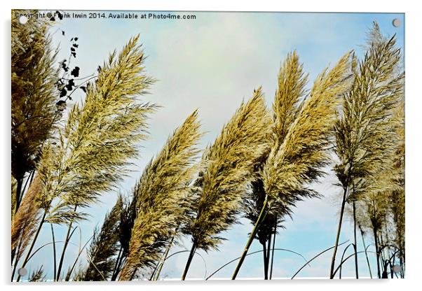  Beautiful, tall, willowy Pampas Grass Acrylic by Frank Irwin