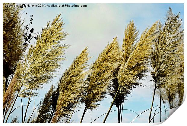  Beautiful, tall, willowy Pampas Grass Print by Frank Irwin