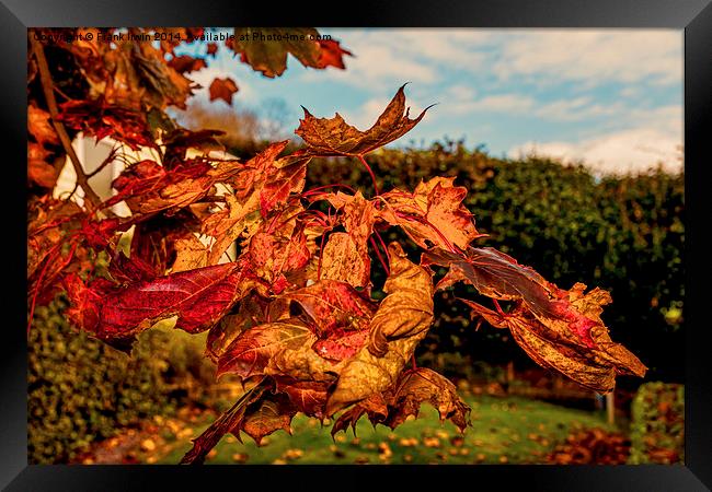  Autumnal colours in the park Framed Print by Frank Irwin