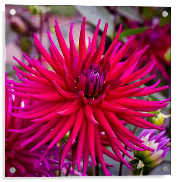  Spiky Pink Dahlia Acrylic by Carolyn Eaton