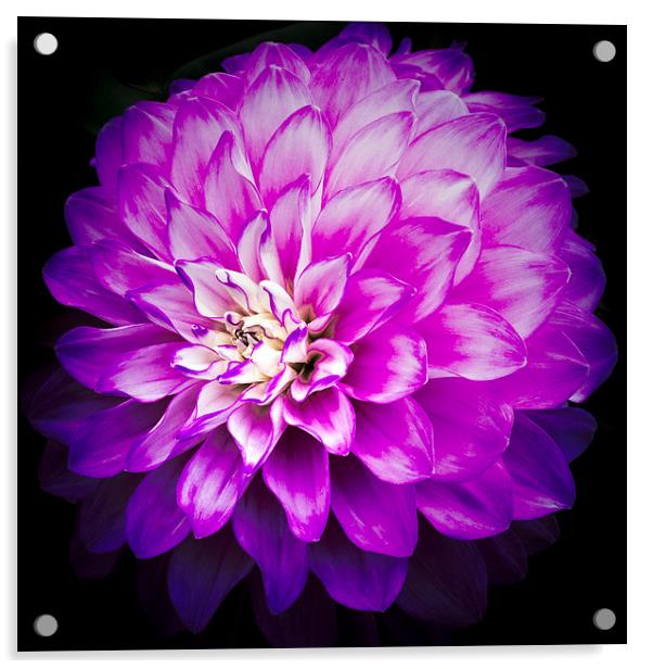  Cerise Dahlia Open Flower Acrylic by Carolyn Eaton