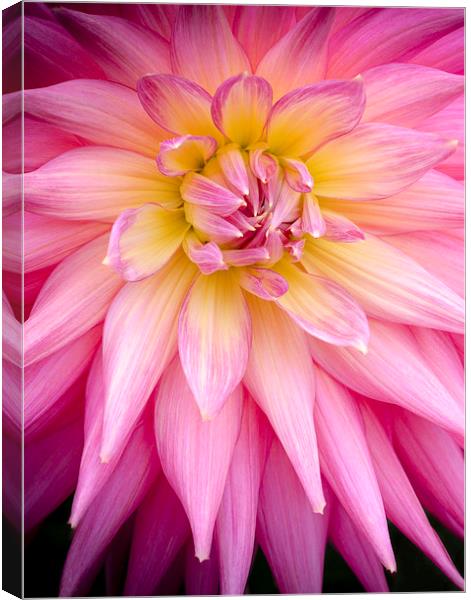  Spiky Pink Dahlia Canvas Print by Carolyn Eaton