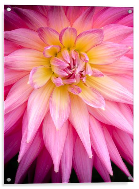  Spiky Pink Dahlia Acrylic by Carolyn Eaton