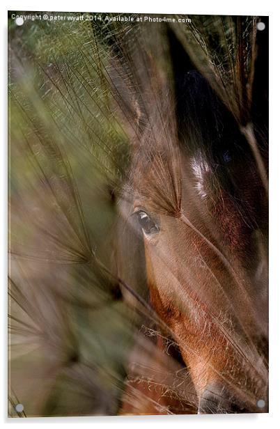  Shy Horse Acrylic by peter wyatt