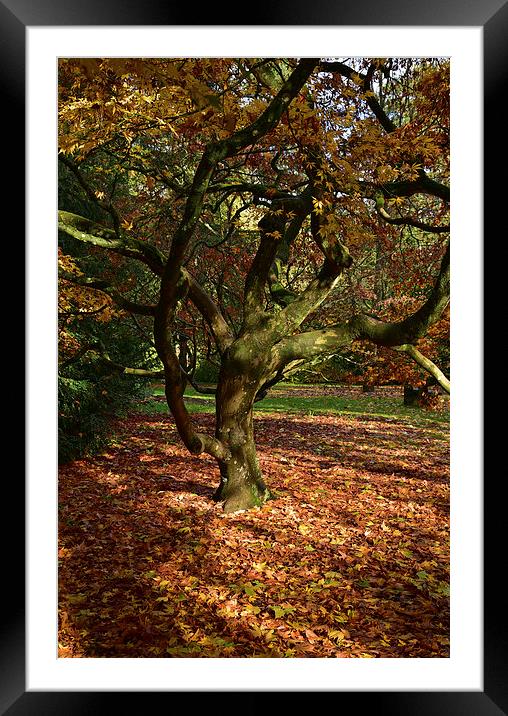 Maple trees at Autumn  Framed Mounted Print by Jonathan Evans