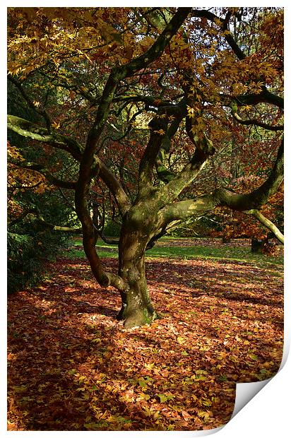 Maple trees at Autumn  Print by Jonathan Evans
