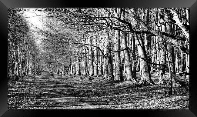  Hopwas Woodland Walk Framed Print by Chris Mann