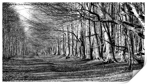  Hopwas Woodland Walk Print by Chris Mann