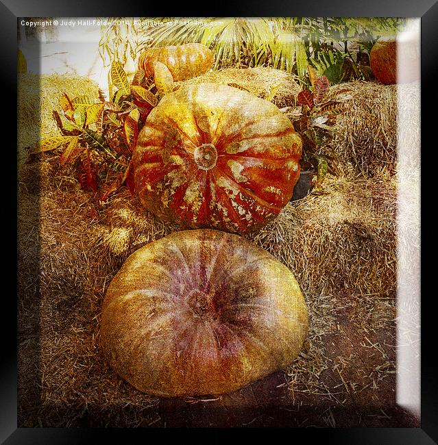  Autumn Flare Framed Print by Judy Hall-Folde