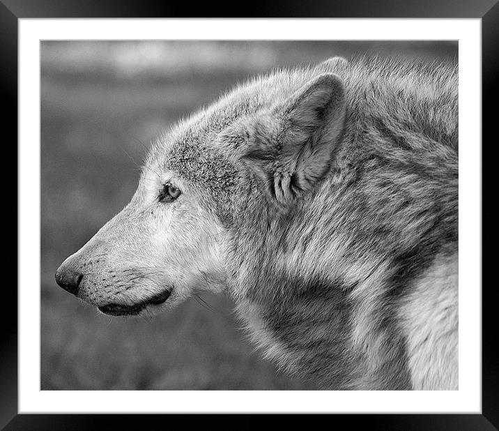 Wolf Framed Mounted Print by allen martin