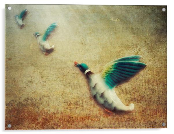  3 flying ducks Acrylic by Heather Newton