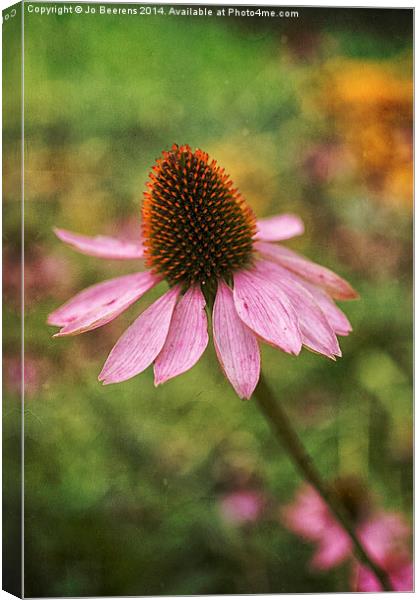 cone flower Canvas Print by Jo Beerens