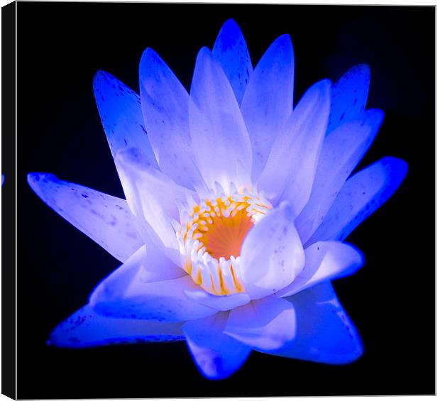  Flower Water Lily Canvas Print by scott innes