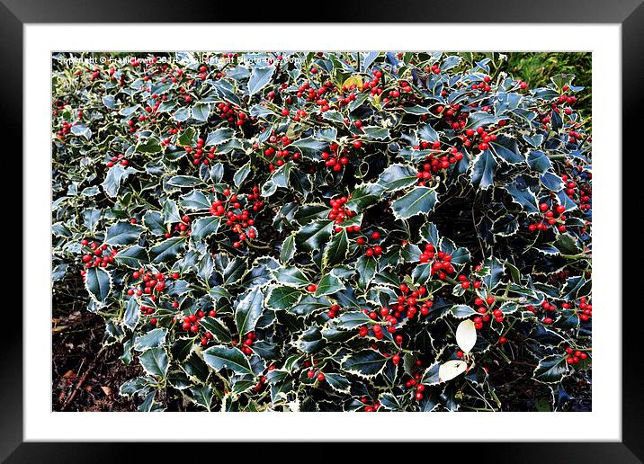  Christmas Holly Bush foliage Framed Mounted Print by Frank Irwin