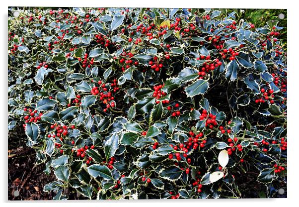  Christmas Holly Bush foliage Acrylic by Frank Irwin