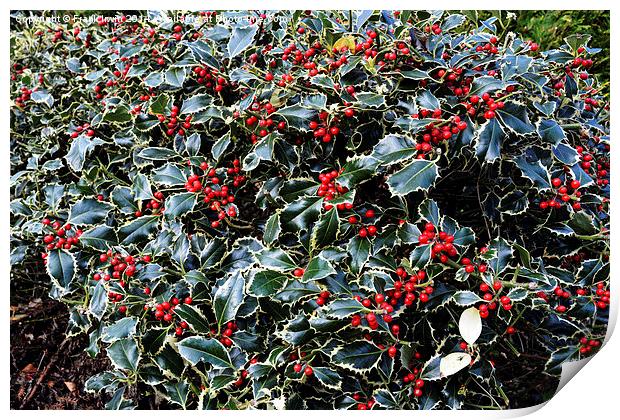  Christmas Holly Bush foliage Print by Frank Irwin