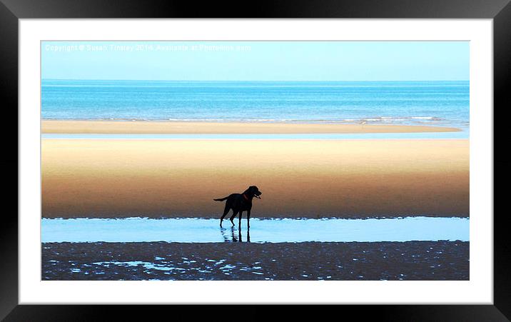 A Labrador's paradise Framed Mounted Print by Susan Tinsley