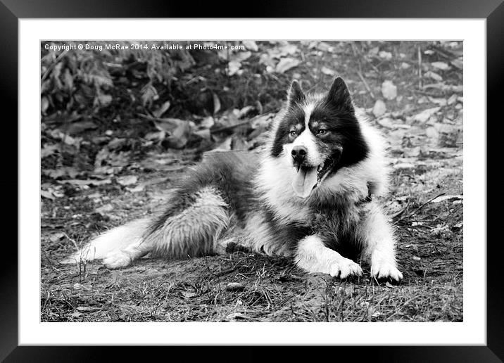  greenland dog Framed Mounted Print by Doug McRae