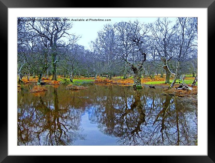  NEW FOREST POND REFLECTIONS Framed Mounted Print by Anthony Kellaway