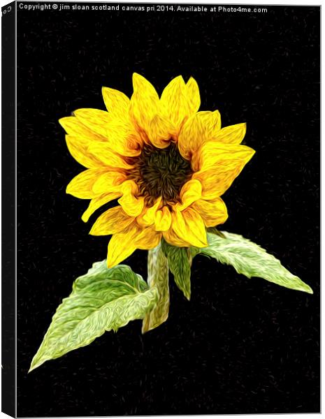  Painted Sunflower Canvas Print by jim scotland fine art