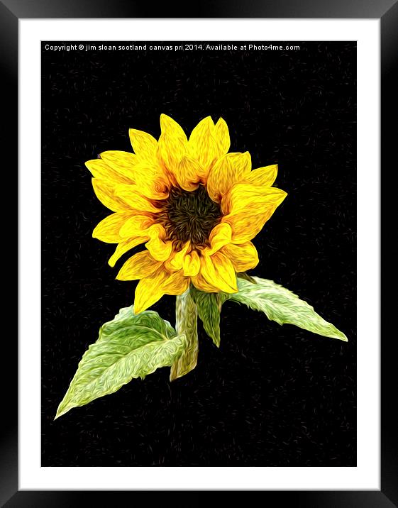 Painted Sunflower Framed Mounted Print by jim scotland fine art