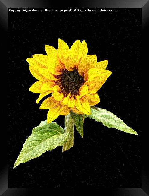  Painted Sunflower Framed Print by jim scotland fine art