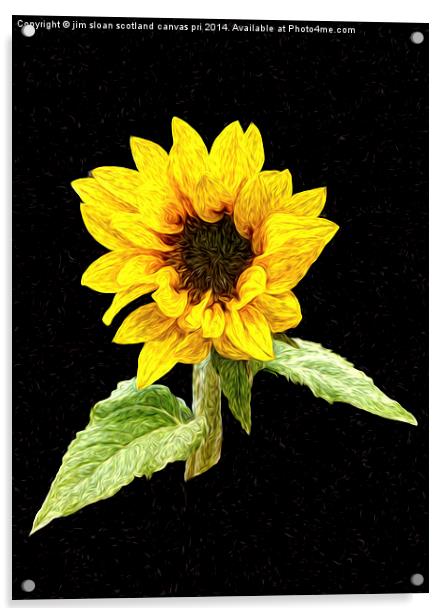  Painted Sunflower Acrylic by jim scotland fine art