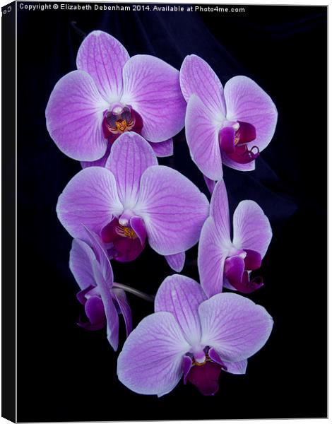  Purple Orchid; Phalaenopsis, on Black Velvet Canvas Print by Elizabeth Debenham