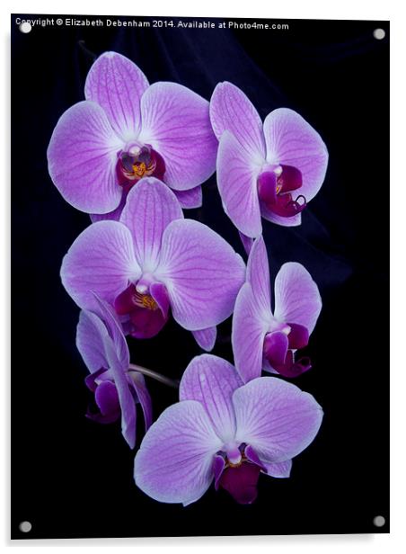  Purple Orchid; Phalaenopsis, on Black Velvet Acrylic by Elizabeth Debenham