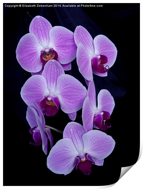  Purple Orchid; Phalaenopsis, on Black Velvet Print by Elizabeth Debenham